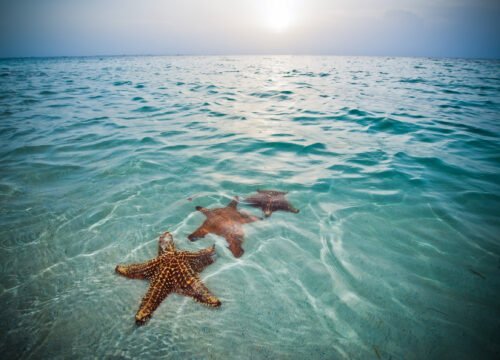 Safe snorkel tours for kids